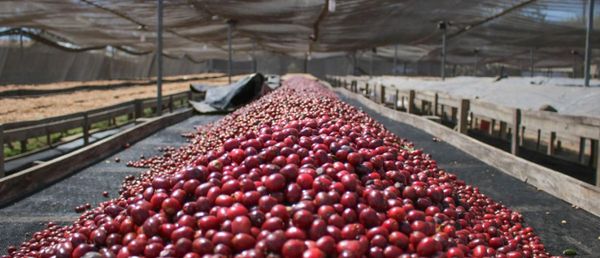 Nicaragua Dry Process La Laguna