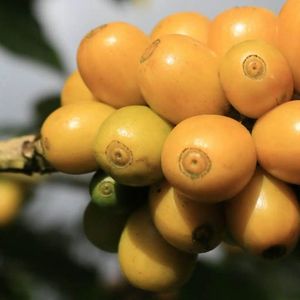 Costa Rica Zarcero Monte Brisas Danto