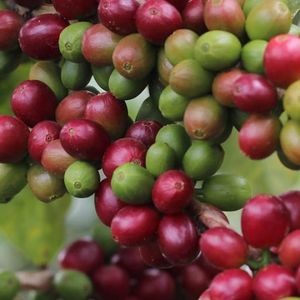 Laotian Paksong Hills Gesha