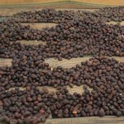 Sumatra Wet Hulled Pegasing Syahruna