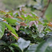 Sumatra Dry Process Bebesen Aulia