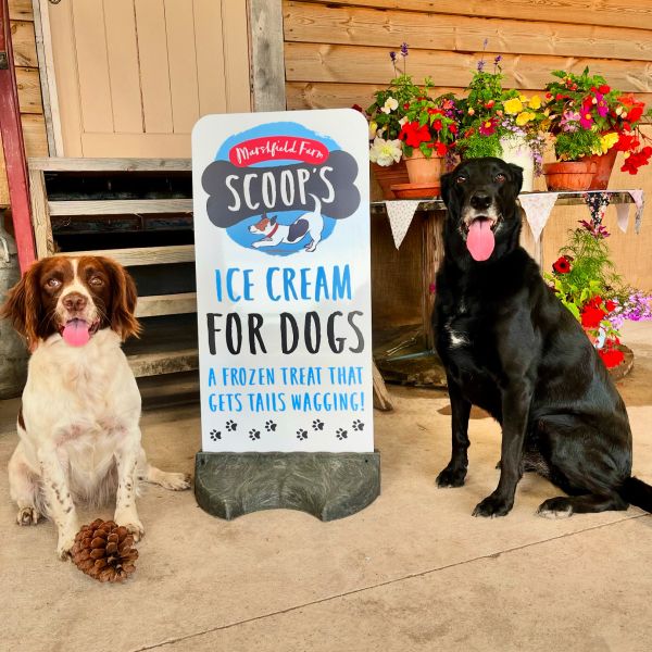 Two dogs sit beside a sign advertising dog ice cream.