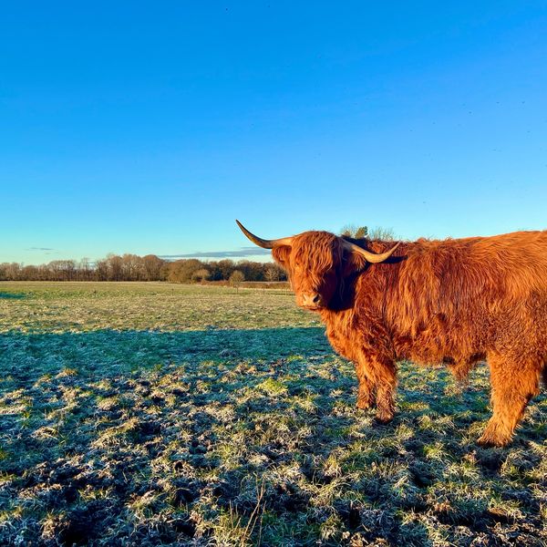 Highland cow standing in a frost-covered field under a clear blue sky.