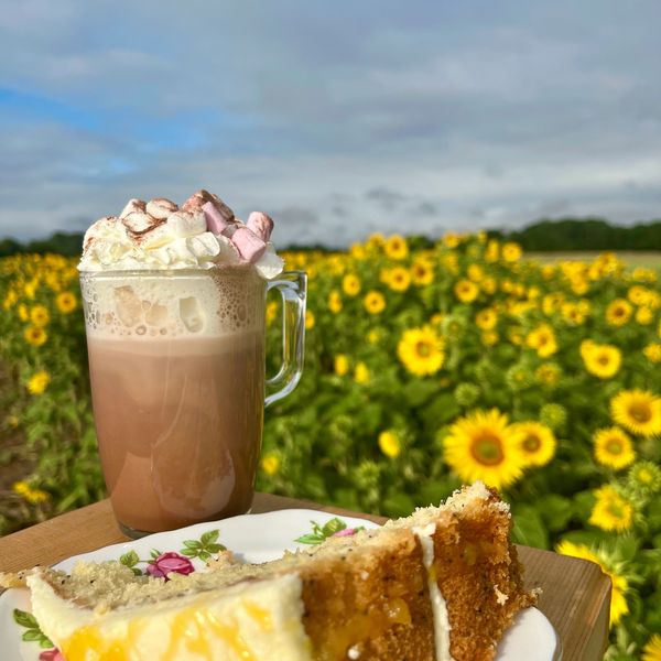 Hot chocolate with whipped cream and cake by a sunflower field.