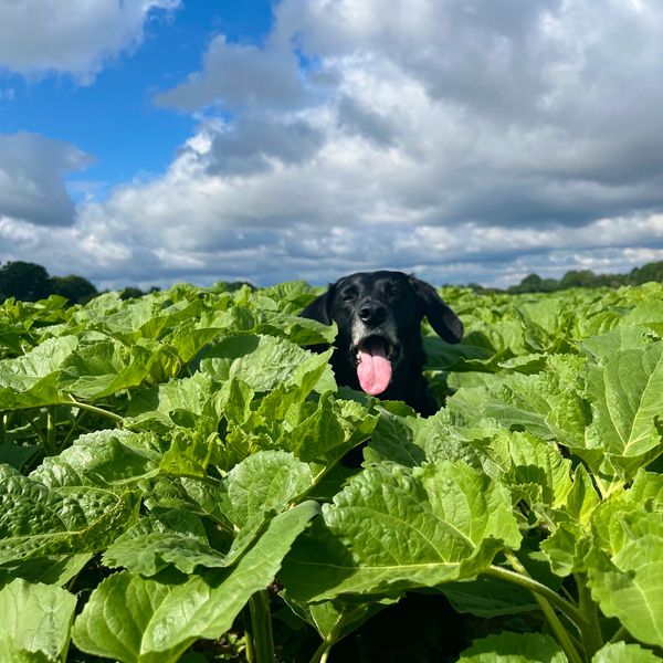 Black dog sticking tongue out in green field under cloudy sky.