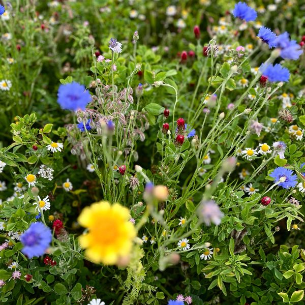 A vibrant wildflower meadow with diverse blooms.