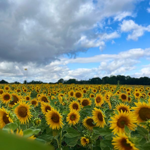 A vast field of sunflowers under a partly cloudy sky.
