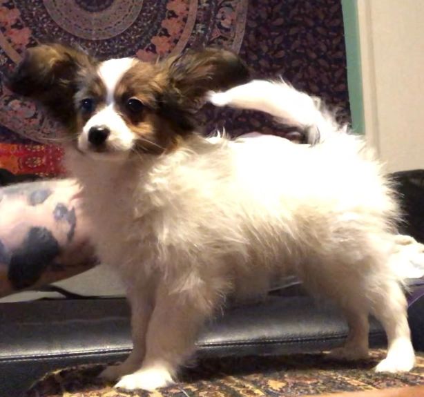 royal canin papillon