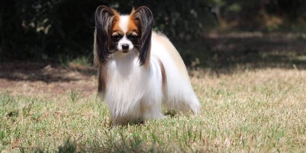 papillon dog standing in a field