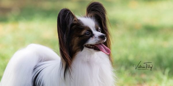 papillon dog with tongue out standing in a field
