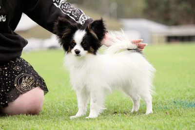 Small black and white dog standing on grass beside a person.