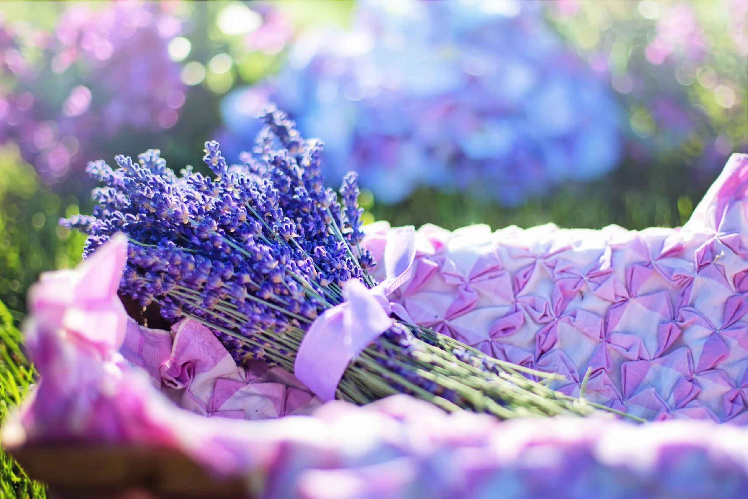 Lavender flowers