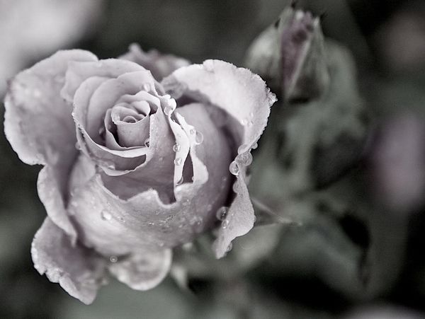 beautiful violet rose with raindrops