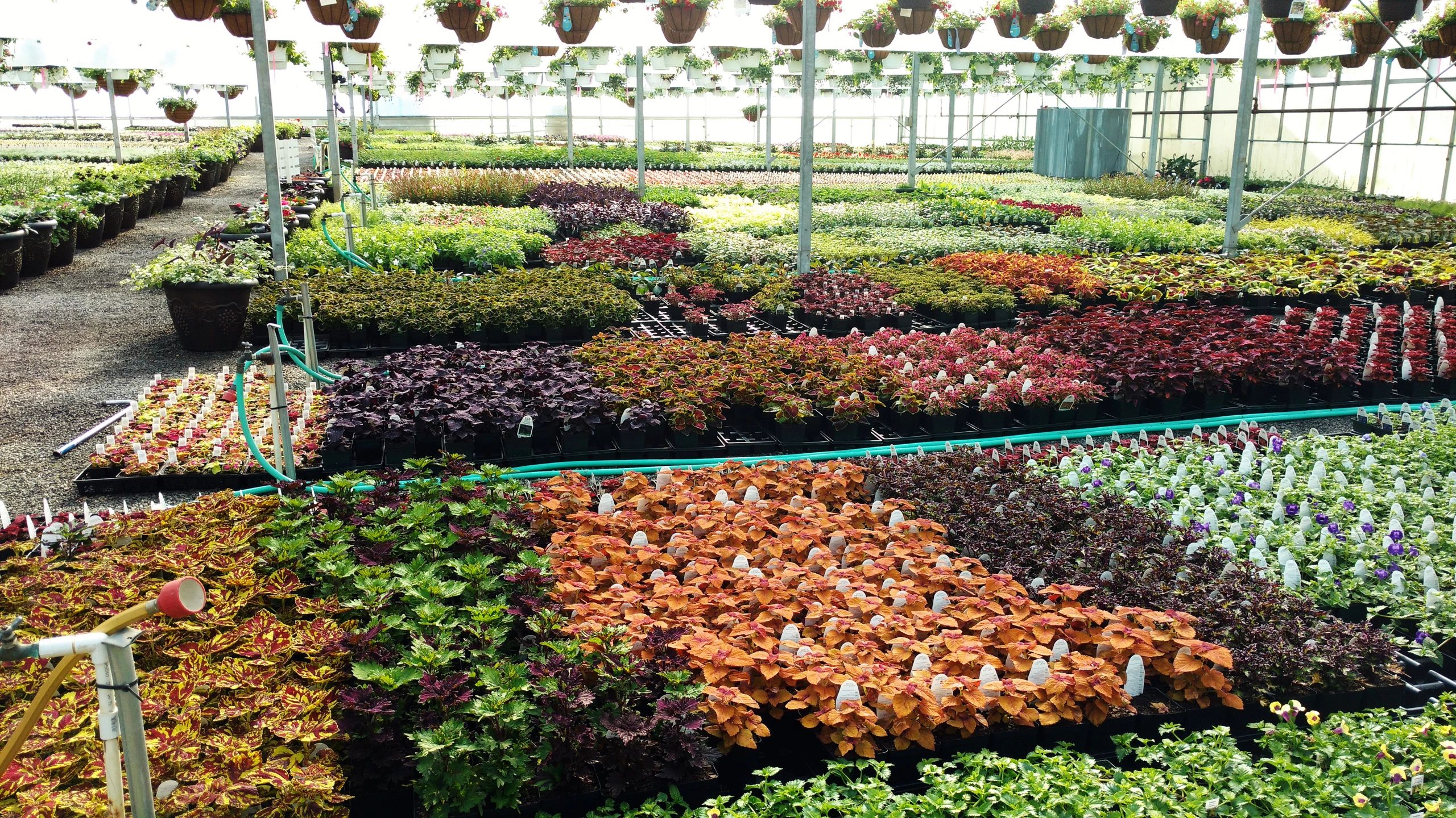 Michael Brothers Nursery - Greenhouse and Nursery, Plants
