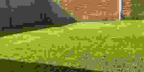 grass