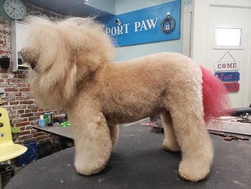 Poodle Asian Fusion with Color on the Tail
