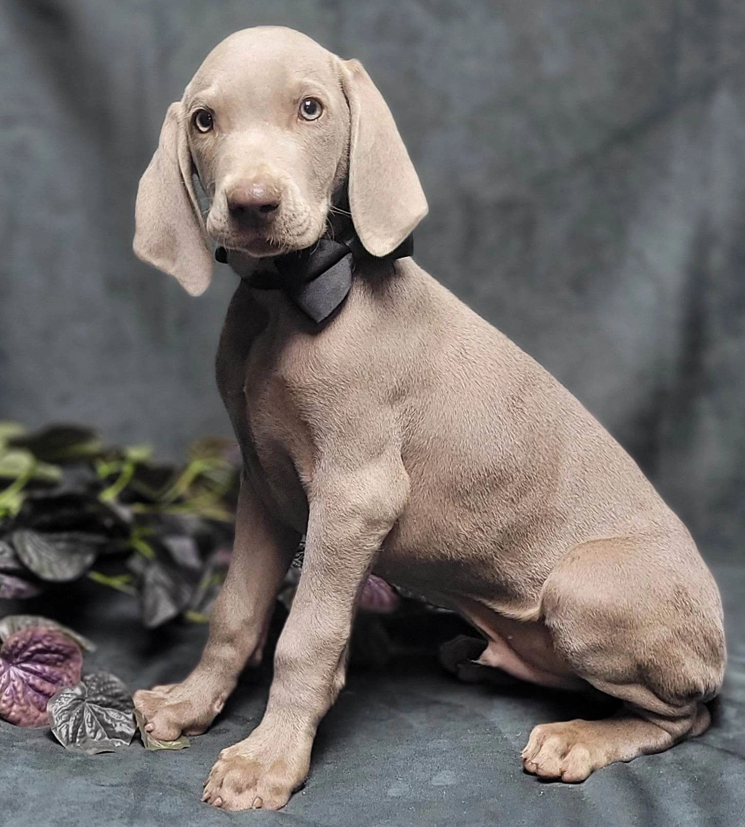 are weimaraners good with babies
