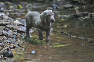 They love it when they get creek time.