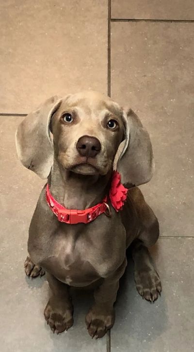 Waiting patiently on that treat.