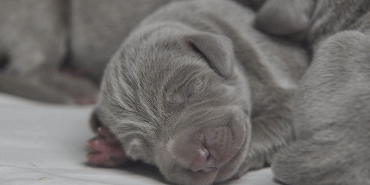 Sweet baby weim pup