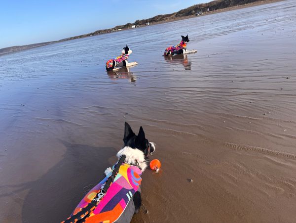 Three dogs lying down and wearing bright coats on a large beach on a sunny day