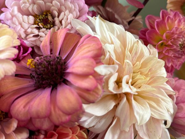 Zinnias and dahlias summer flower bouquet