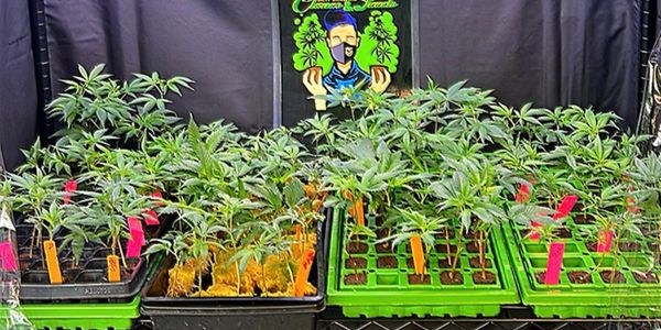 New England Clones provides hemp clones intended for legal cultivation. Buyer will follow state laws