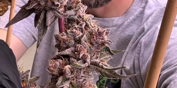 Neal at New Englands clones 