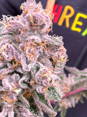 Super Boof
Grown By New England Clones