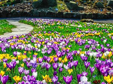 Bring beauty in the Spring with bulbs in the lawn.