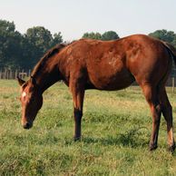 Equine Management