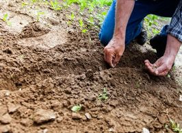 Urban Small and Beginning Farmers