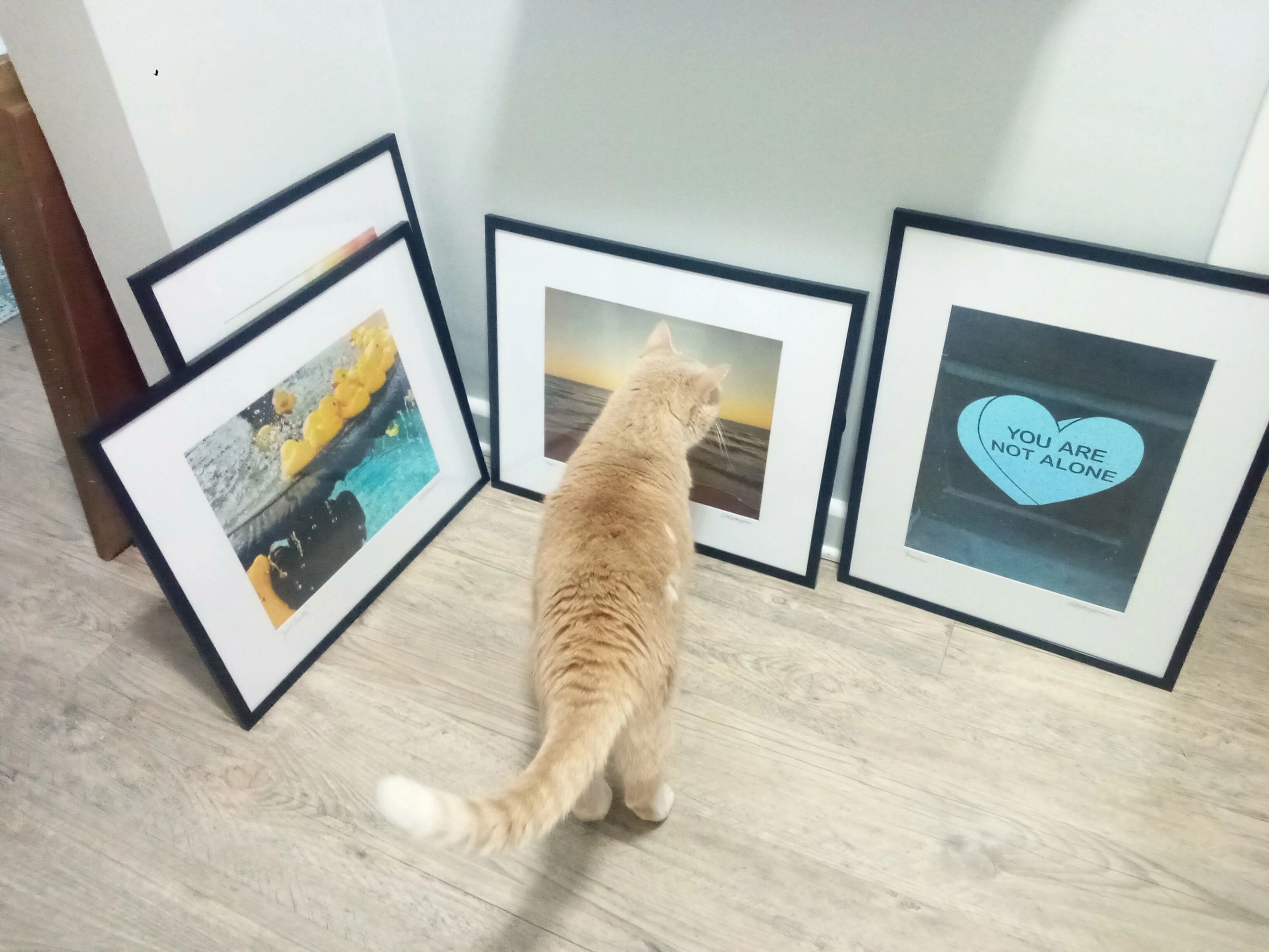 Cat looking at framed pictures on floor