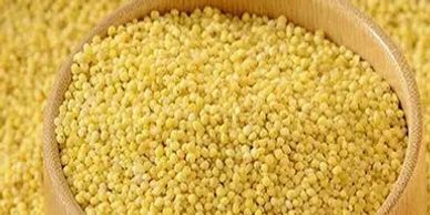 foxtail Millets export quality