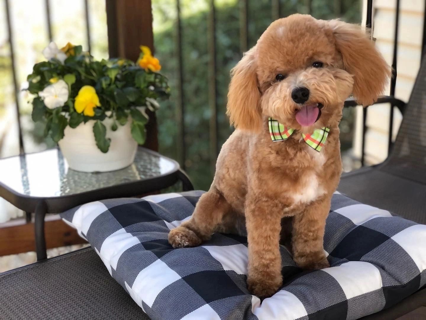 Small brown poodle on checkered cushion
