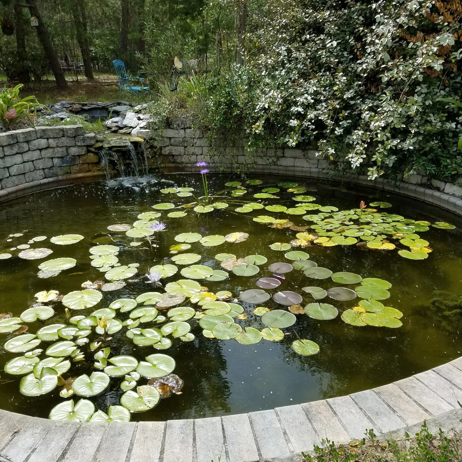 Suncoast Water Gardens, Inc Home And Garden Store, Plants, Suncoast Water Gardens, Inc Home And Garden Store, Plants,