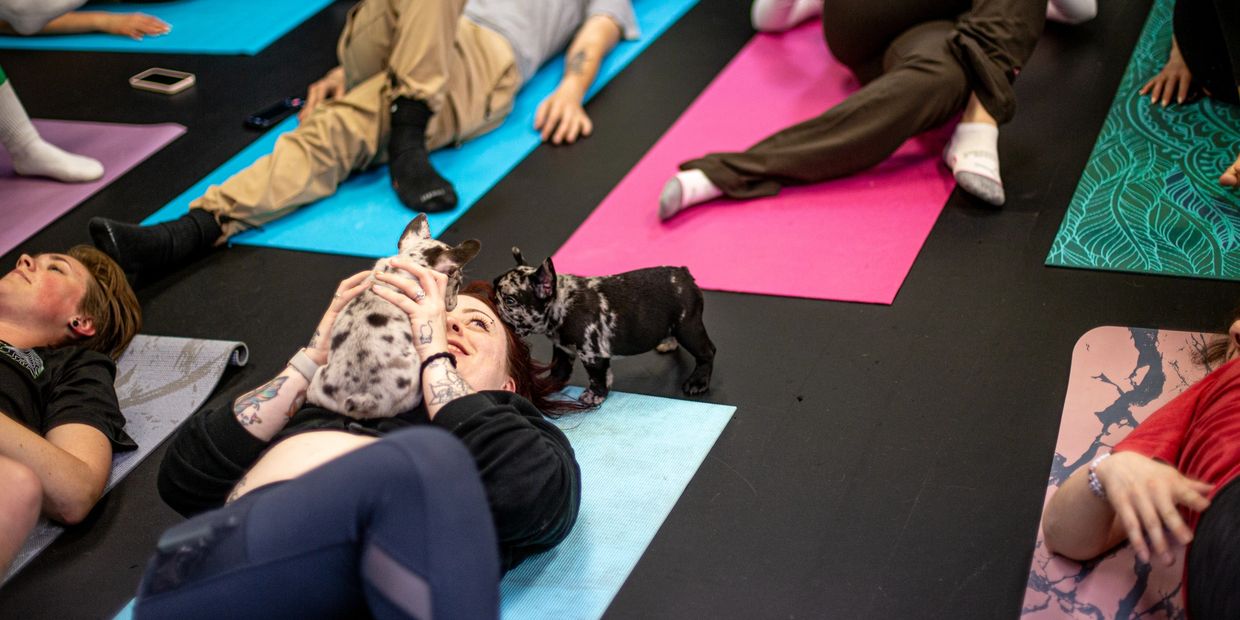 People doing yoga with small puppies on colorful mats indoors.