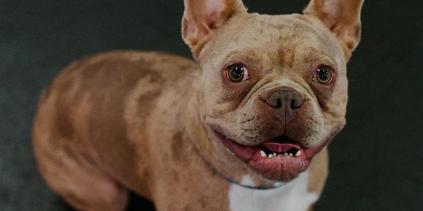 Close-up of a happy brindle French Bulldog.