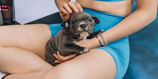A person in blue workout clothes cuddles a small gray puppy.