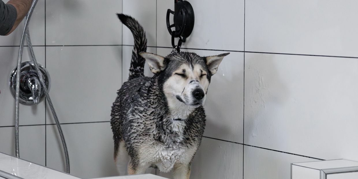 dog spa calgary, calgary dog spa, dog spa in calgary