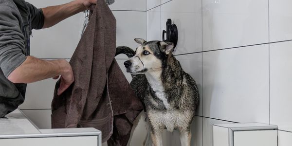 dog spa calgary, calgary dog spa, dog spa in calgary