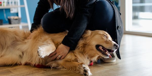 Person cuddling a happy golden retriever indoors.