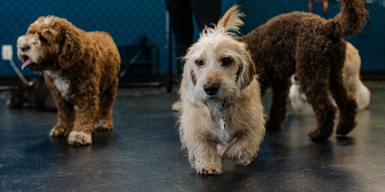 A small, scruffy dog walks toward the camera with other dogs in the background.