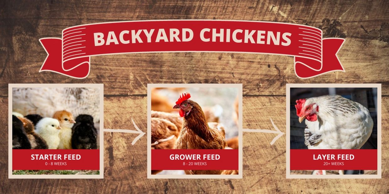Backyard chicken ages for feeding chicken starter feed, chicken grower feed, and chicken layer feed.