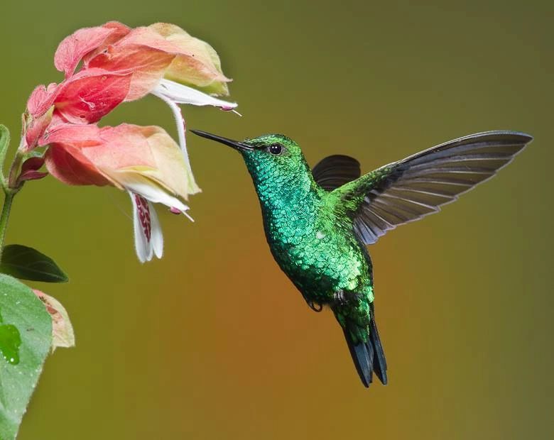 Hummingbird Visions