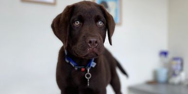 Bobby es un cachorro que acudió a su primer consulta para aplicar vacuna puppy.