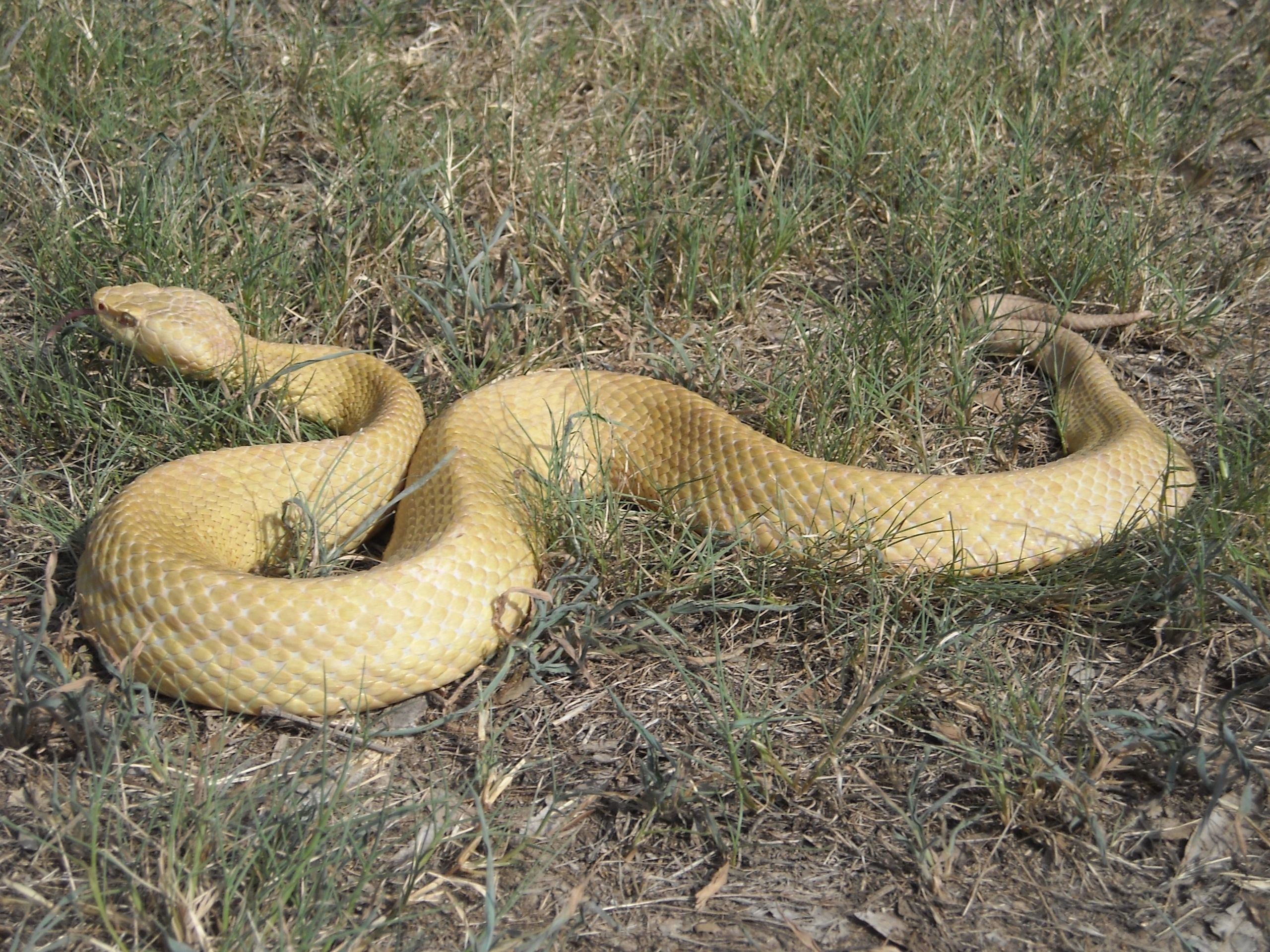 Best Exotics LLC Reptiles, Breeder, Exotic Animals