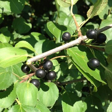 Common Buckthorn