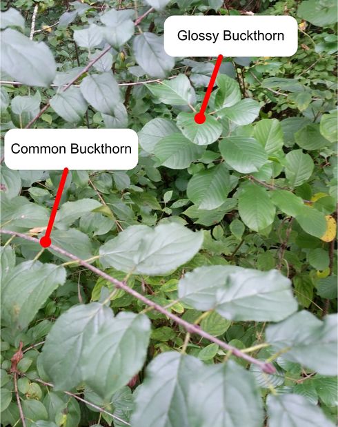 Common Buckthorn Identification
Glossy Buckthorn Identification