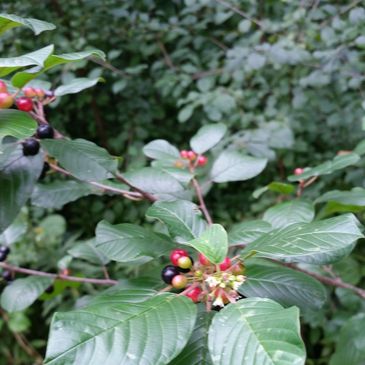 Glossy Buckthorn